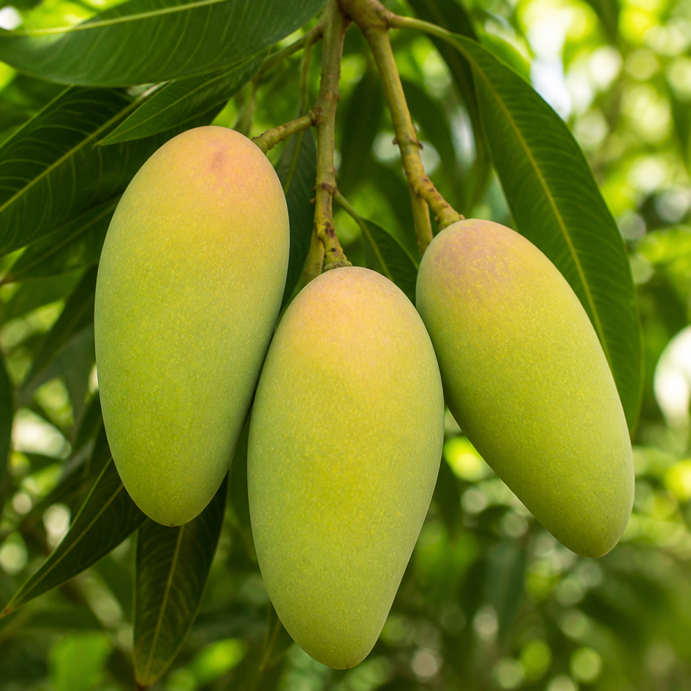 ফজলি Family Pack আম - Value Mango Deal